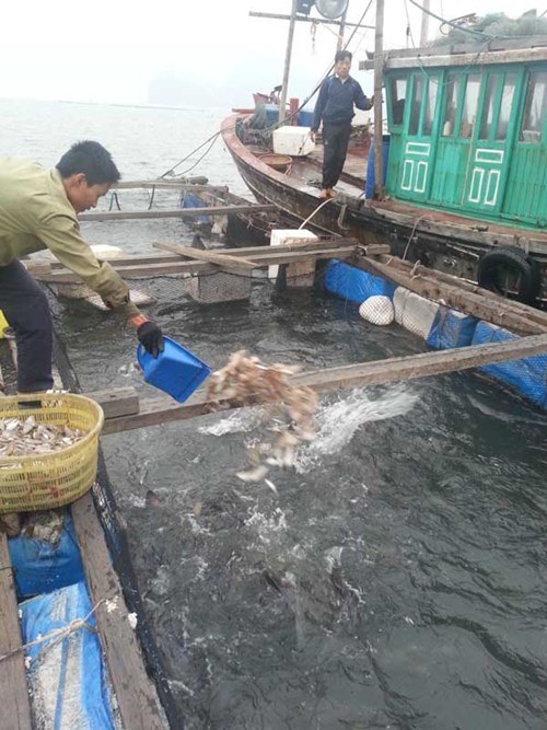 Village flottant des pêcheurs sans Têt à la baie Bai Tu Long